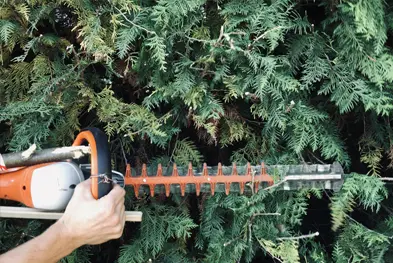 Professional Hedge Trimming